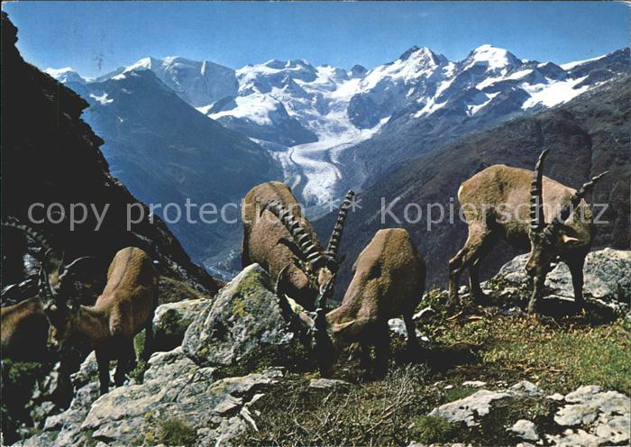 Steinbock Piz Albris Berninagruppe Morteratschgletscher