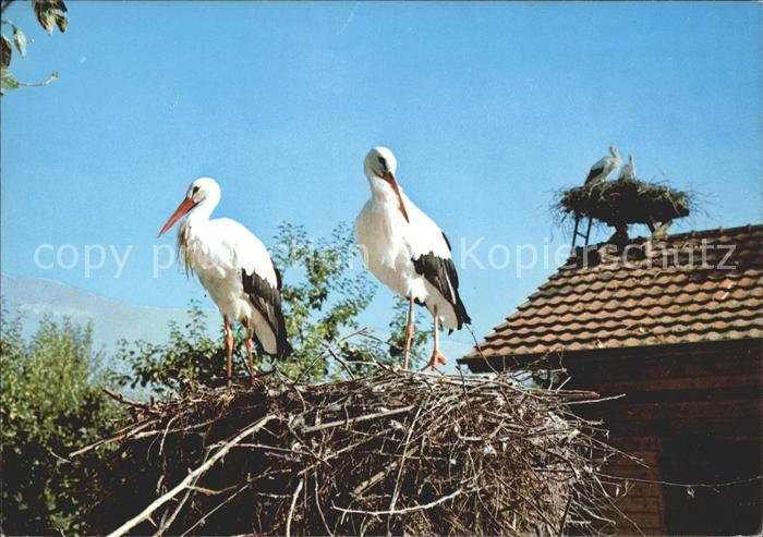 Storch Schweizerische Vogelwarte Sempach Altre