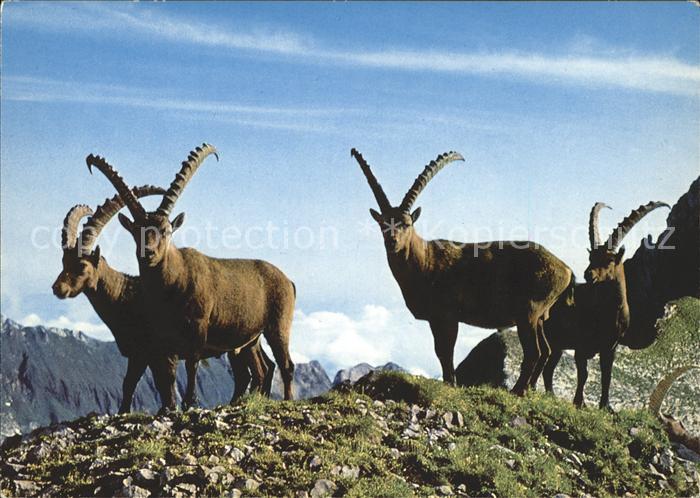 Steinbock Altmann