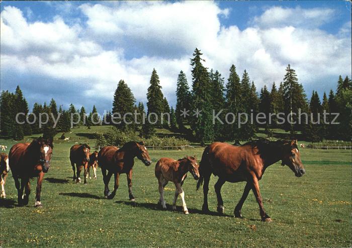 Pferde Paturage du Jura Franches Montagnes