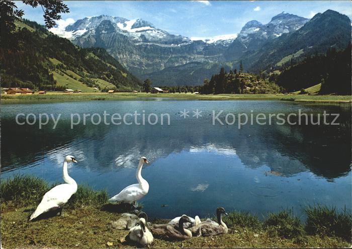 Schwan Enten Lenk Berner Oberland Seeli Wildstrubel
