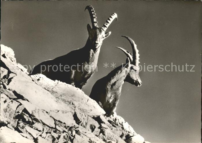 Steinbock Buendner Alpen