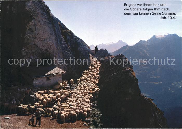 Schafe Hirte Alp