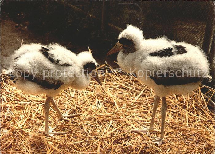 Storch Junge Schwarzstoerche Vogelwarte Sempach
