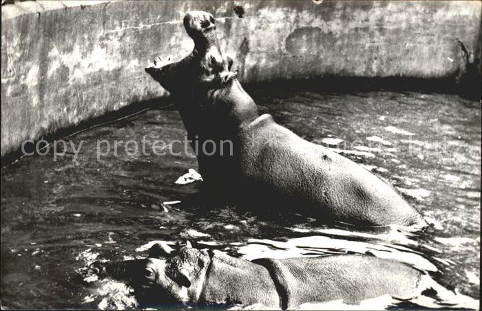 Tiere Nilpferde Nijlpaarden Hippopotamus