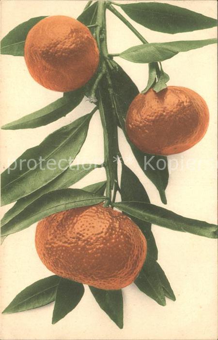 Obst Mandarinen