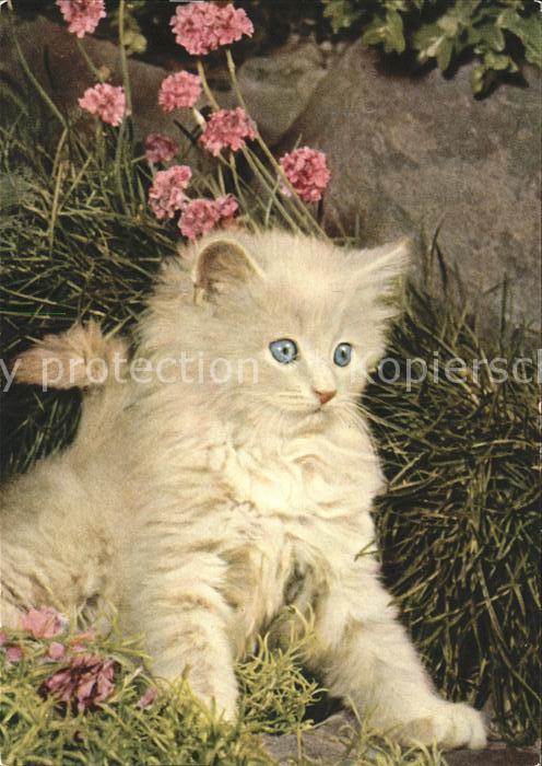 Katzen Perserkaetzchen