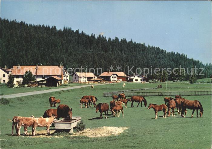 Pferde Paturage Franches-Montagnes