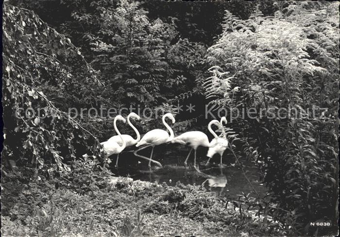 Flamingo Tierpark Daehlhoelzli Bern