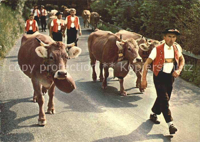 Kuehe Alp-Fahrt Tracht