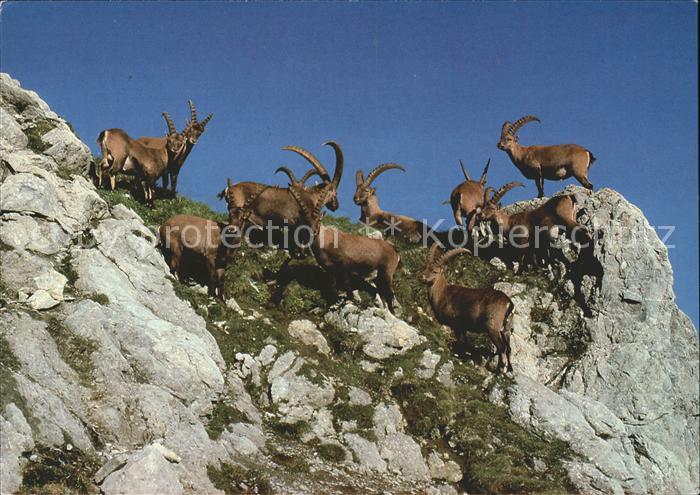 Steinbock Steinboecke Strelagebiet Davos