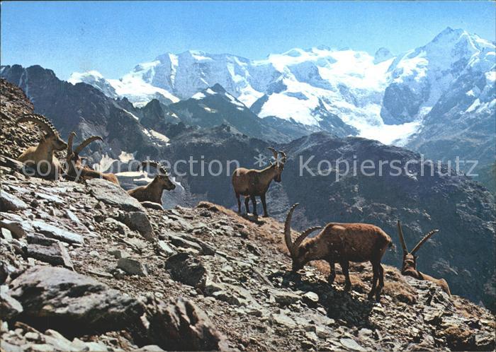 Steinbock Bouquetins Capricorni Engadin