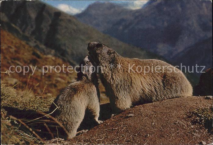 Murmeltier Marmottes