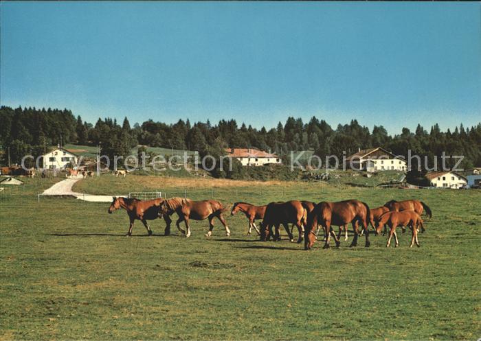Pferde Paturages Franches-Montagnes