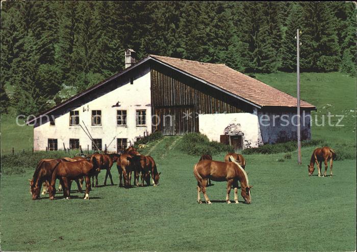 Pferde Paturage Franches-Montagnes