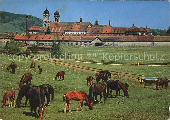 Pferde Pferdeweide Kloster Einsiedeln