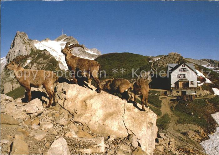 Steinbock Steinböcke Rotsteinpass Lysengrat Sänti