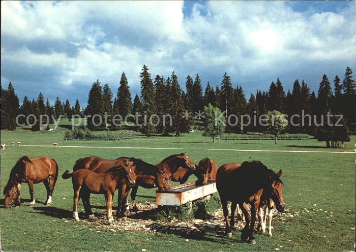 Pferde Paturage du Jura Franches Montagnes