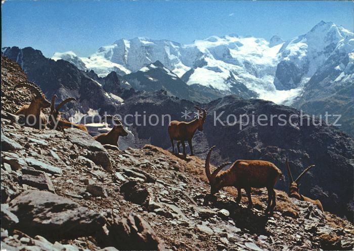 Steinbock Steinboecke Bouquetins Capricorni Piz Palue Bellavista Piz Bernina