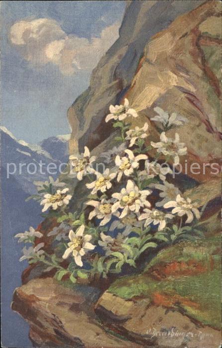 Edelweiss Leontopodium alpinum