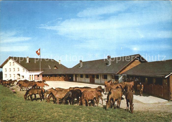 Pferde Fohlen Pferdehof Le Roselet Freibergen
