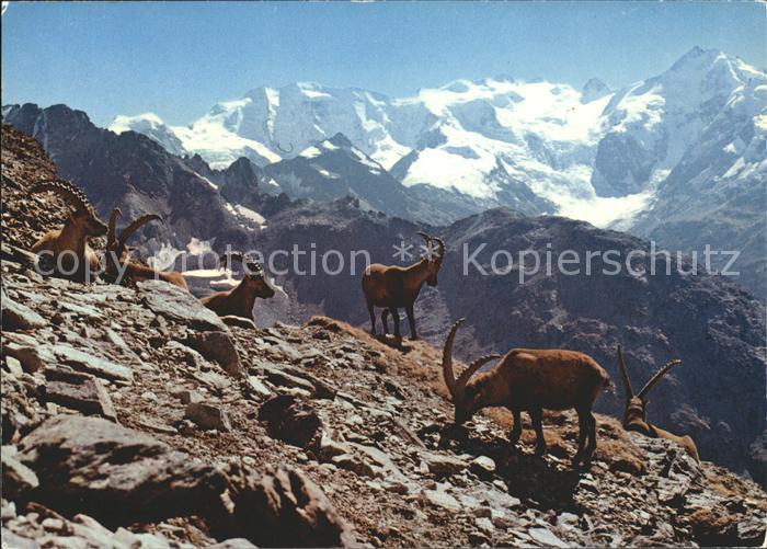 Steinbock Steinboecke Bouquetins Capricorni