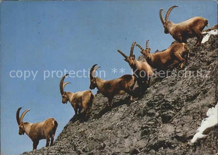 Steinbock Alpensteinboecke
