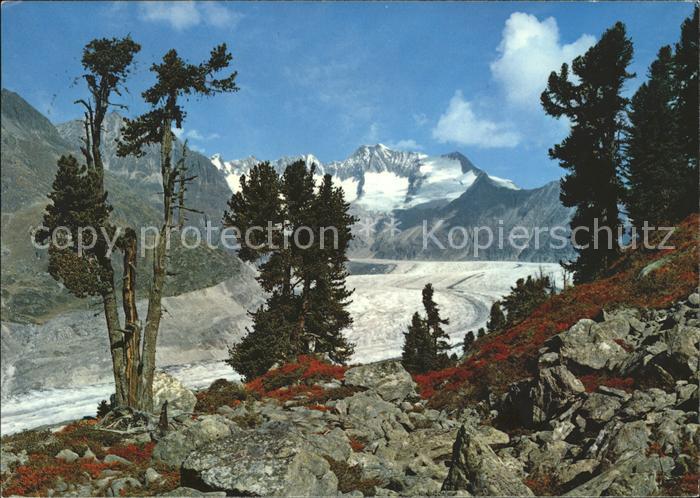 Gletscher Grosser Aletschgletscher Walliser Fiesc