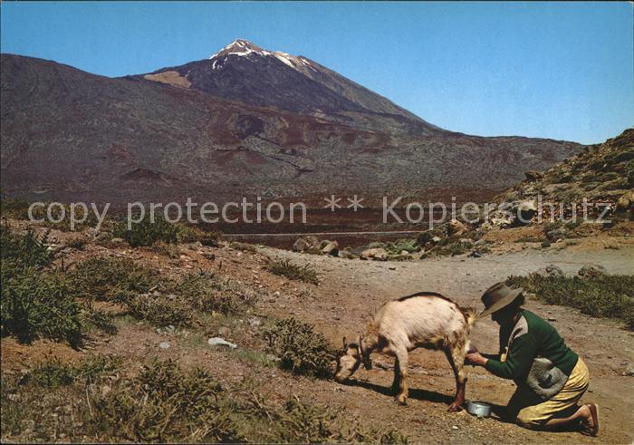 Ziege Melken Engpaesse Teides Tenerife