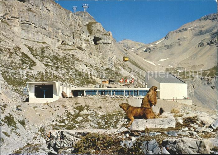 Murmeltier Seilbahn Paline Morte Crans-Montana Restaurant des Violettes