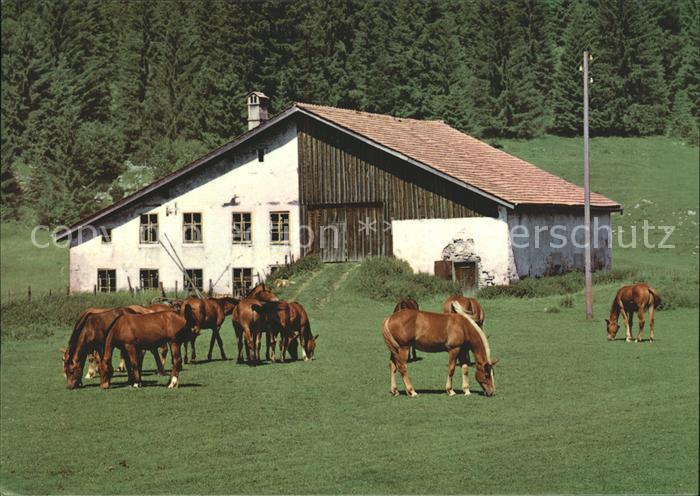 Pferde Paturage Franches-Montagnes
