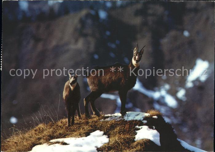 Gemse Gemskitz Chamois