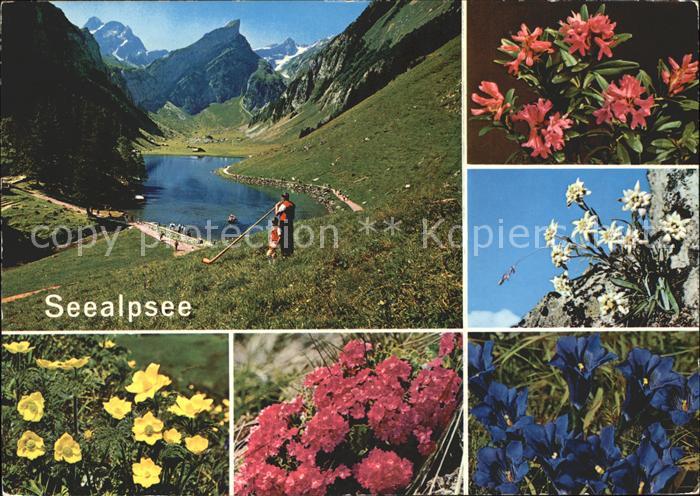 Alphorn Alphornblaeser Seealpsee Edelweiss Enzian Alpenrosen