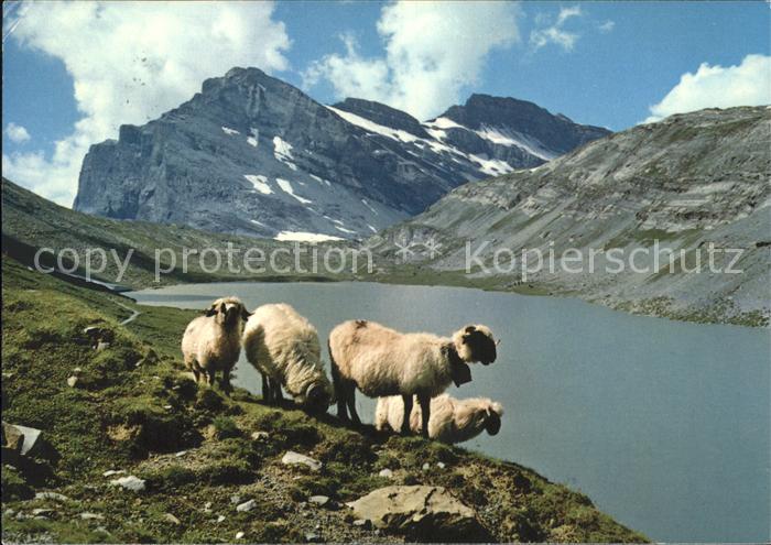 Schafe Daubensee Gemmipass Leukerbad-Kandersteg Daubenhorn