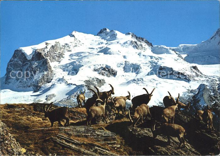 Steinbock Steinboecke Monte Rosa