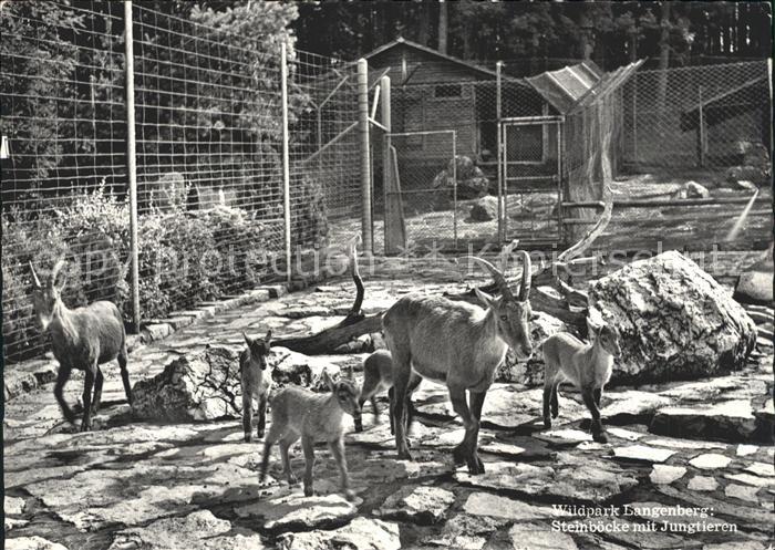Steinbock Steinböcke Jungtieren Wildpark Langenbe