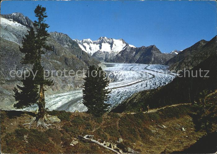 Gletscher Grosser Aletschgletscher Schönbühlhorn