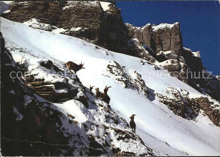 Steinbock Steinwild Leukerbad Leeshoerner