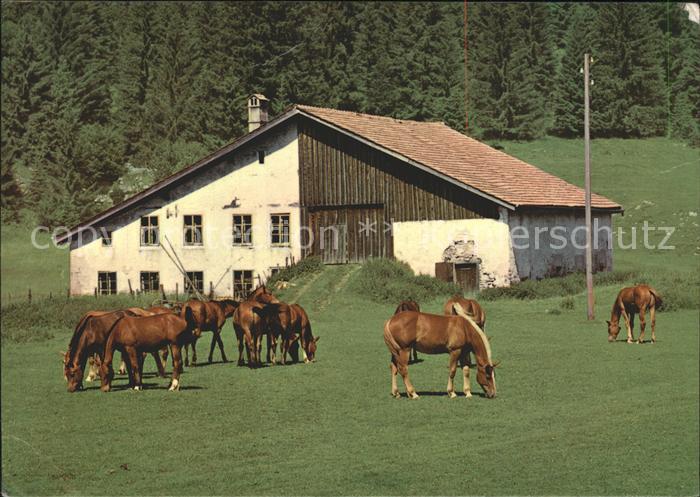 Pferde Paturage Franches Montagnes