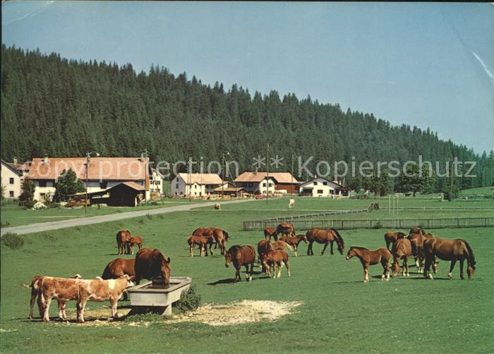 Pferde Paturage Franches-Montagnes