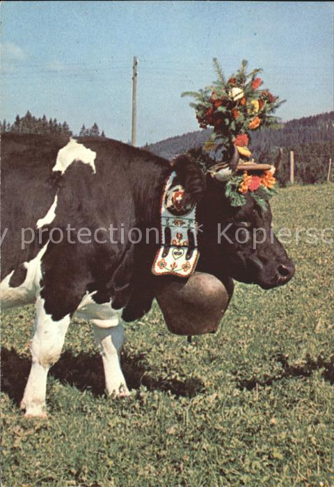 Kuehe Gruyere La Reine du troupeau