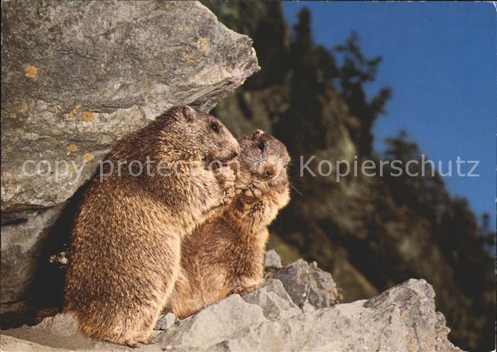 Murmeltier Marmottes Marmots Marmotten