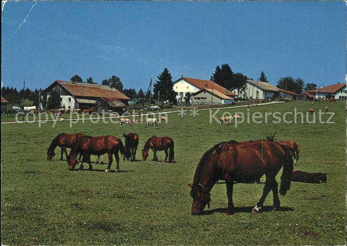 Pferde Paturage du Jura Franches Montagnes