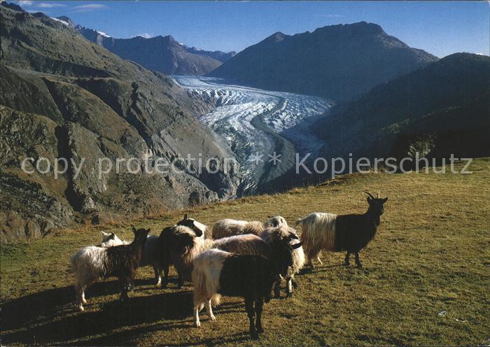 Ziege Grosser Aletschgletscher Belalp Wallis