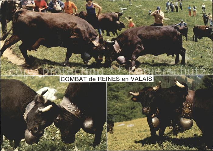 Kuehe Kampf Combat de Reines Valais