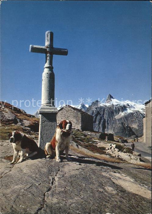 Bernhardiner Col du Saint-Bernard Chapelle Pain de Sucre