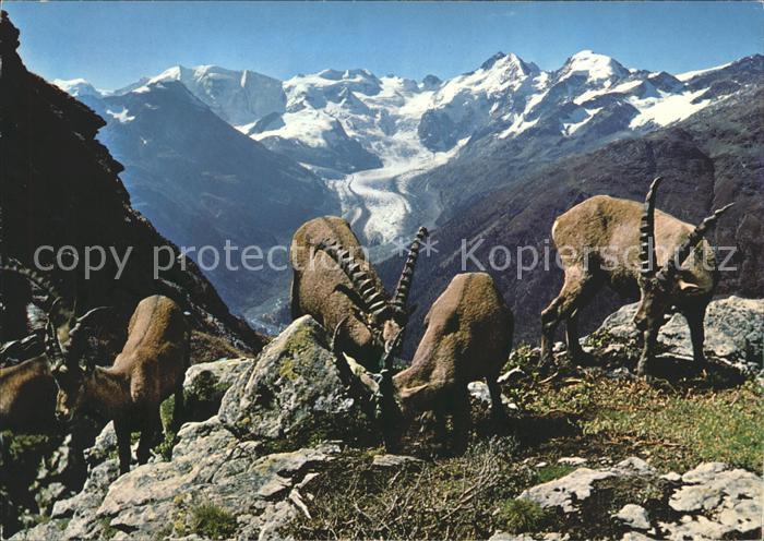 Steinbock Steinböcke Piz Albris Berninagruppe Mor
