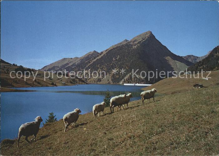 Schafe Barrage Lac de l Hongrin