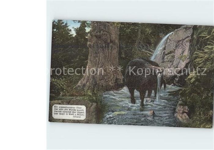 Schweine Wildschwein Eber Gedicht Uhland Wildbad Schwarzwald