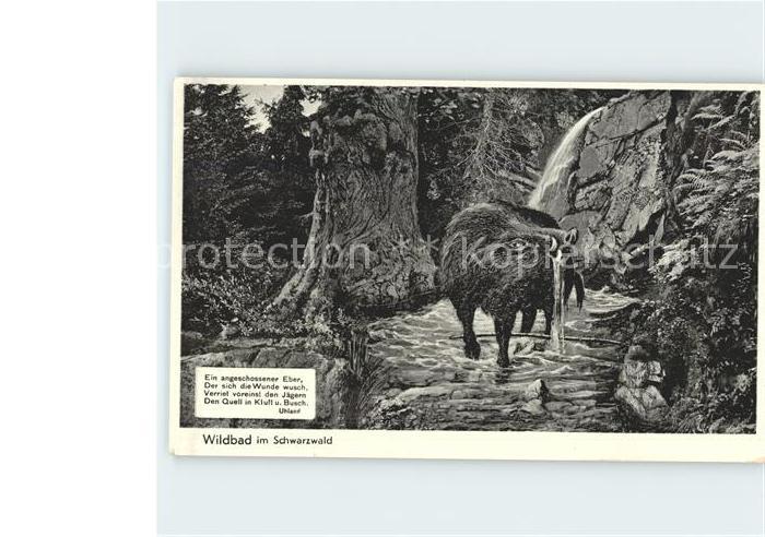 Schweine Wildschwein Eber Gedicht Uhland Wildbad Schwarzwald